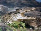 Cuban Crocodile