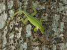 Cuban Green Anole