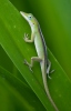 Cuban Green Anole