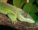 Cuban Knight Anole