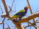 Cuban Parrot