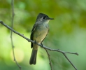 Cuban Pewee