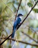 Cuban Trogon