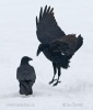 Cuervo grande