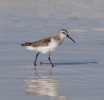 Curlew Sandpiper