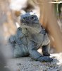 Cyclura ricordi