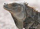 Cyclura ricordi