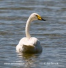 Cygne chanteur