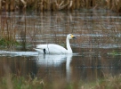 Cygne siffleur