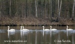 Cygne siffleur