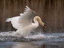 Cygne tuberculé