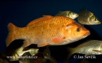 Cyprinus carpio