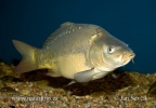 Cyprinus carpio