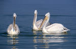 Dalmatian Pelican