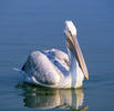 Dalmatian Pelican