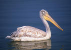 Dalmatian Pelican