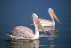 Dalmatian Pelican