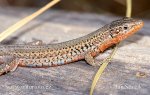 Dalmatian Wall Lizard