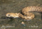 Damalı su yılanı