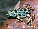 Dendrobates pumilio