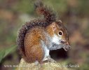 Deppes Squirrel