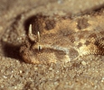 Desert Horned Viper