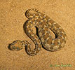 Desert Horned Viper