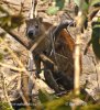 Desmarests hutia