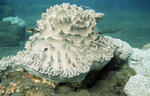 Detail of Coral Porites sp.