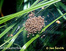 Dolomedes fimbriatus