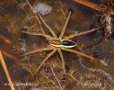 Dolomedes fimbriatus