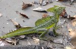 Double-crested Basilisk