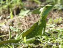 Double-crested Basilisk