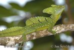 Double-crested Basilisk