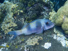 Doublebar goatfish