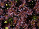 Drosera à feuilles rondes