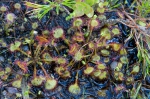 Drosera à feuilles rondes