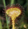 Drosera à feuilles rondes