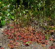 Drosera à feuilles rondes