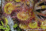 Drosera à feuilles rondes