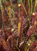 Drosera anglica