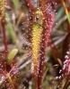 Drosera anglica