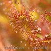 Drosera intermedia