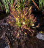 Drosera intermedia