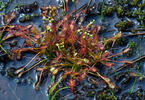 Drosera intermedia