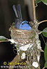 Dusky-blue Flycatcher