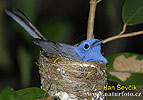 Dusky-blue Flycatcher
