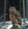 Eagle Owl