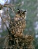 Eagle Owl