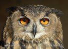 Eagle Owl